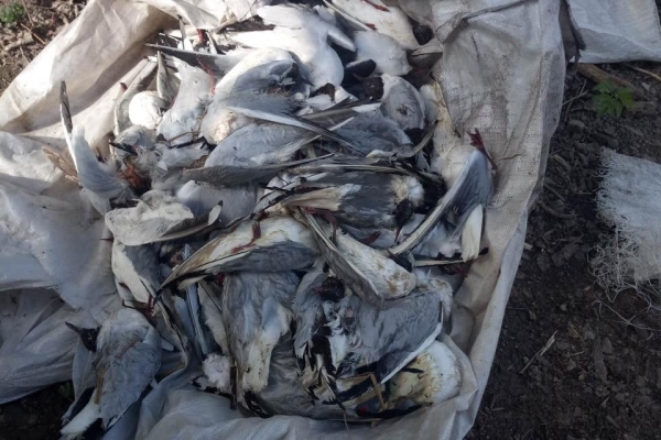 На Івачівській водоймі масово гинуть чайки (Фото)