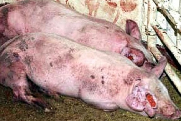 На Тернопільщині – знову спалах свинячої чуми