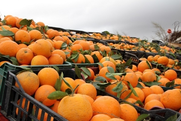 Нa тернопільському ринку продають дивні апельсини (Фото)