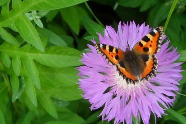 У садах та клумбах Тернопільщини пурхають метелики з родини сонцевики