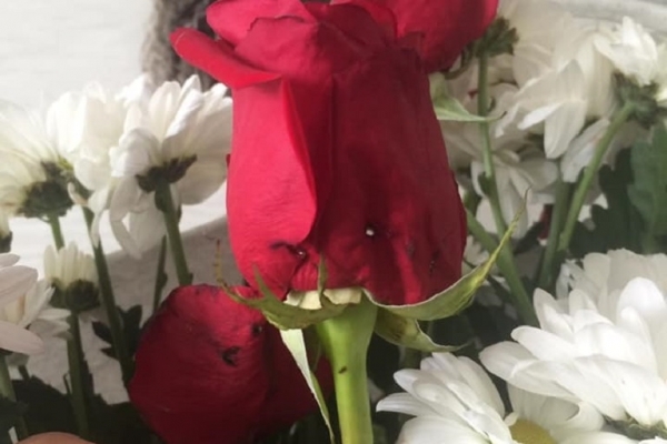 Тернополянка показала, як продавці квітів обманюють своїх клієнтів