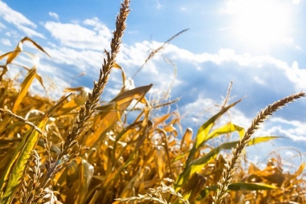 Аномальна спека загрожує врожаям на полях Тернопільщини