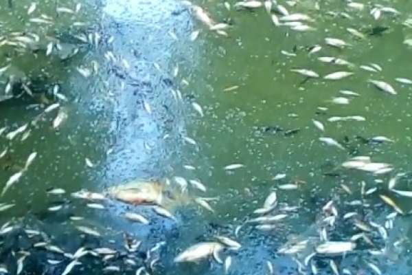 Водойми у тернопільському гідропарку вкриті мертвою рибою