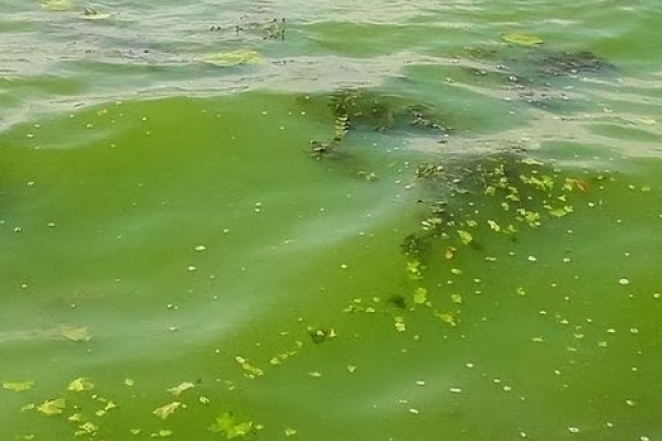 У Тернопільському ставі не рекомендують купатися