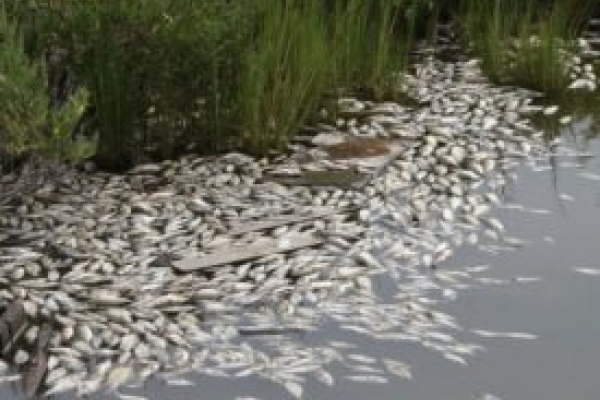 У річці Збруч на Тернопільщині масово загинула риба