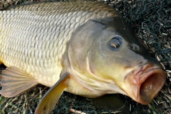 Біля Тернополя чоловік спіймав велетенську рибину