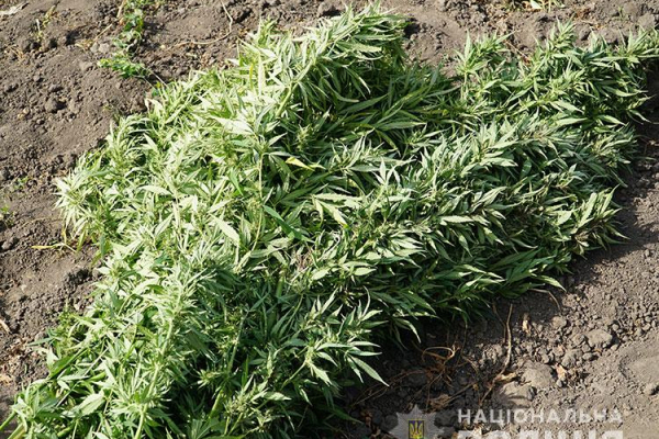 «Сад конопель»: на Тернопільщині чоловік вирощував нарковмісні рослини