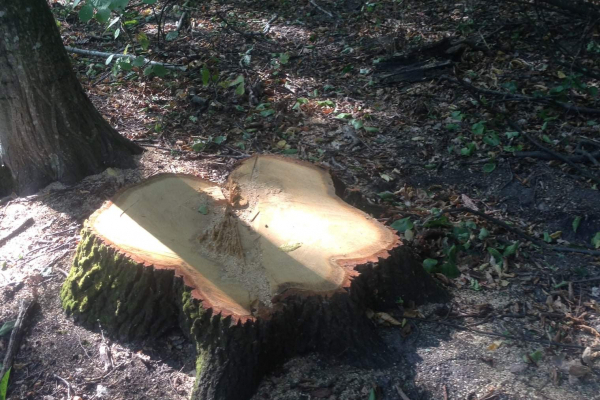На Тернопільщині незаконно зрубують дерева у заповідниках
