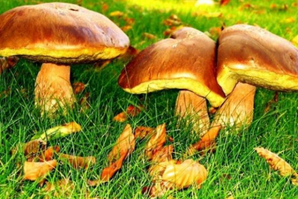 Тернопільські лікарі розповіли, які гриби накопичують найбільше радіації