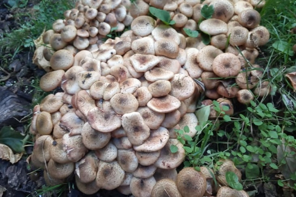 На Тернопільщині небувалий врожай грибів (Фото)