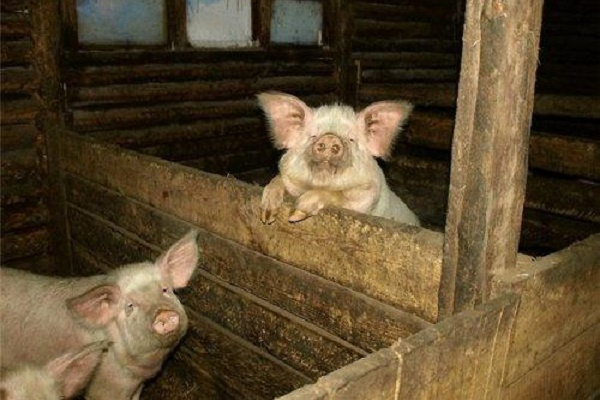 У Лановецькому районі під час пожежі врятували свиней та корову