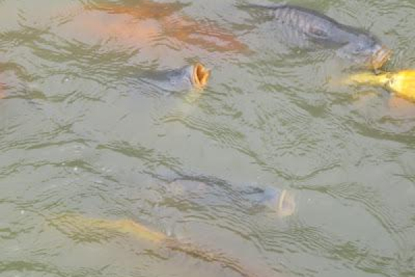 Житель Теребовлянського району посеред городу викопав ставок і розводив рибу