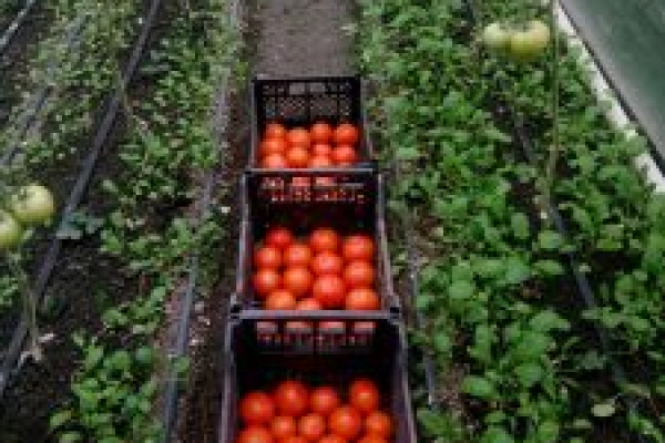 На Тернопільщині чоловік зібрав черговий урожай помідорів