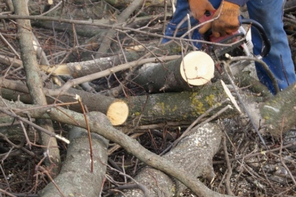 У лісопосадці на Тернопільщині знайшли мертвого чоловіка