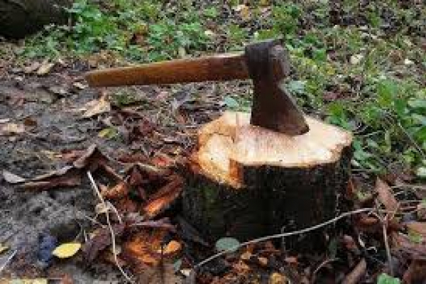 На Тернопільщині впіймали «на гарячому» двох чоловіків за незаконною виробкою дерев