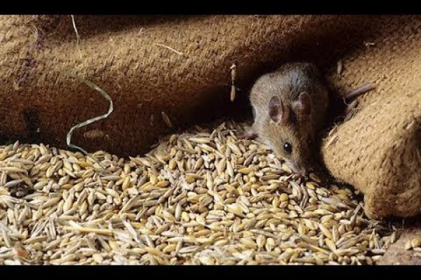 За інформацією радника міністра МВС у Чорткові «миші з'їли» 150 вагонів зерна 