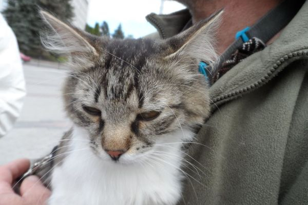 У день «Обійми свого кота» тернополянка закликала всиновлювати бездомних котиків