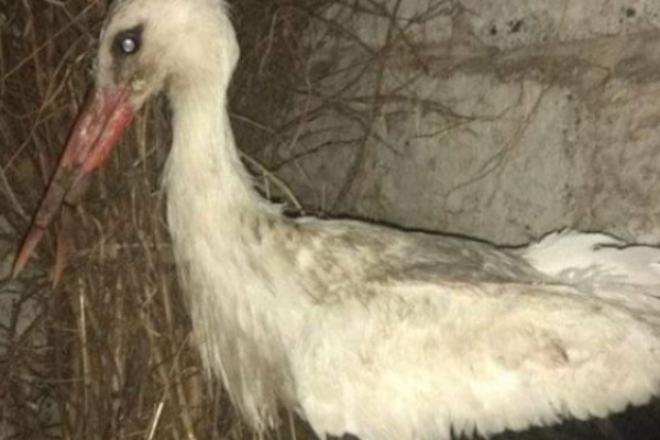 Зламані дзьоб та крило: на Тернопільщині шукають прихисток для пораненого чорногуза