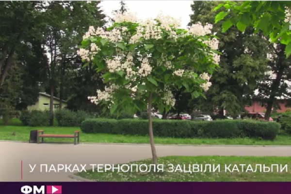 У Тернополі зацвіли катальпи (Відео)