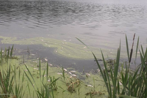 На Тернопільщині виявили масову загибель риби (Фото)