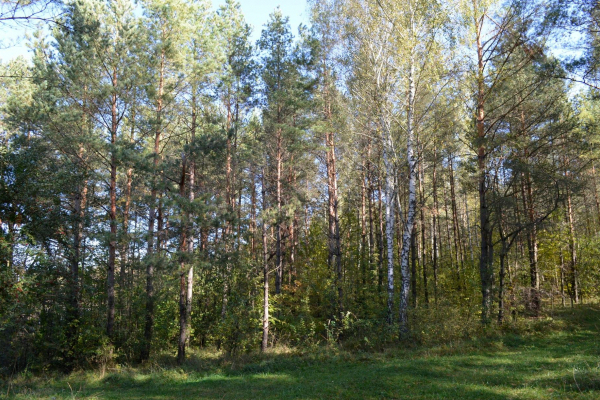 На Тернопільщині судитимуть лісничого за незалежне виконування обов'язків