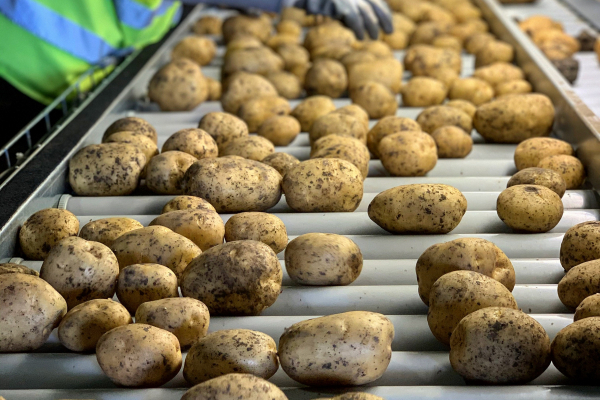 У «Контінентал Фармерз Груп» збирають врожай картоплі