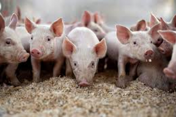 На Тернопільщині виявили африканську чуму свиней
