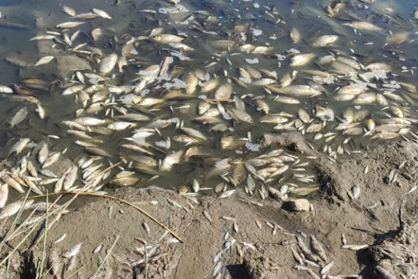 У ставку на Тернопільщині загинула риба (Фото)