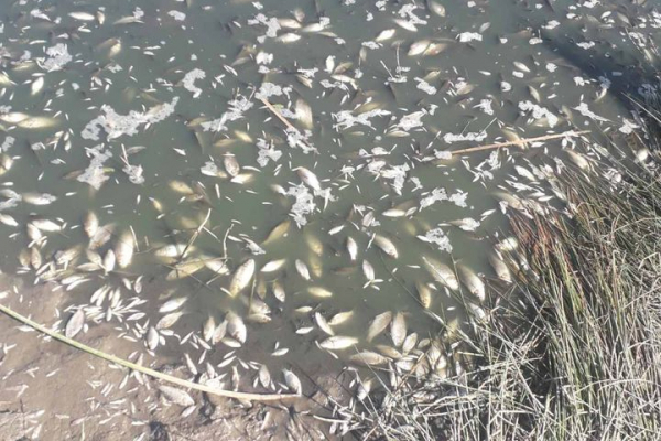 На Тернопільщині виявили масову загибель риби