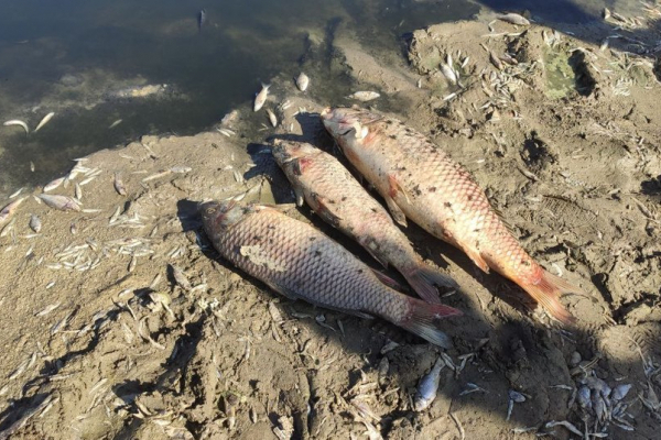 Не через гній, а через брак кисню. На Тернопільщині встановили чому гине риба в ставі (Відео)