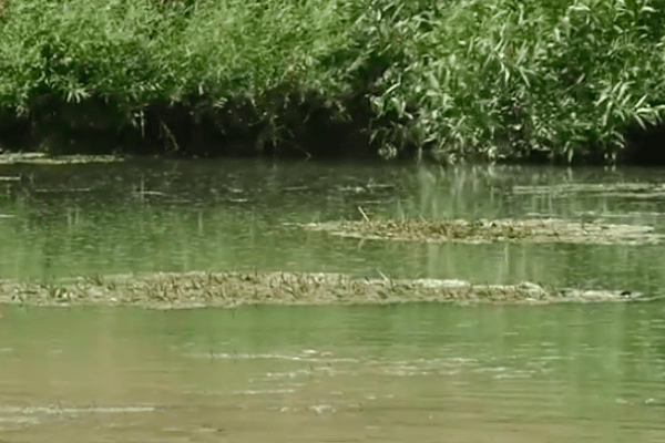 Житель Бучача зняв на відео, як у річку Стрипу зливають нечистоти