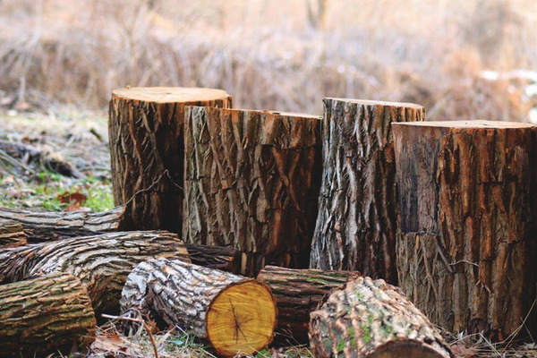 Вирубали дерева на суму понад 300 тисяч гривень: на Тернопільщині судять директора підприємства