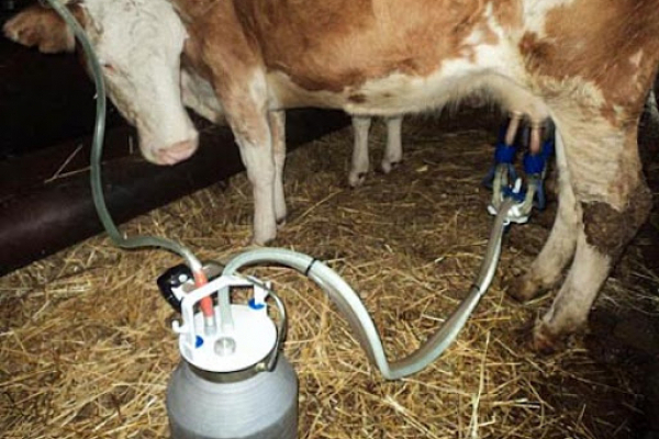 Селяни Тернопільщини отримають відшкодування за купівлю установки індивідуального доїння корів