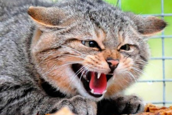 На Тернопільщині виявили випадок сказу котів