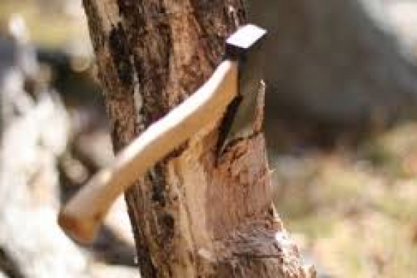 Загрожує кримінальна відповідальність: на Тернопільщині чоловік незаконно зрубав дерева