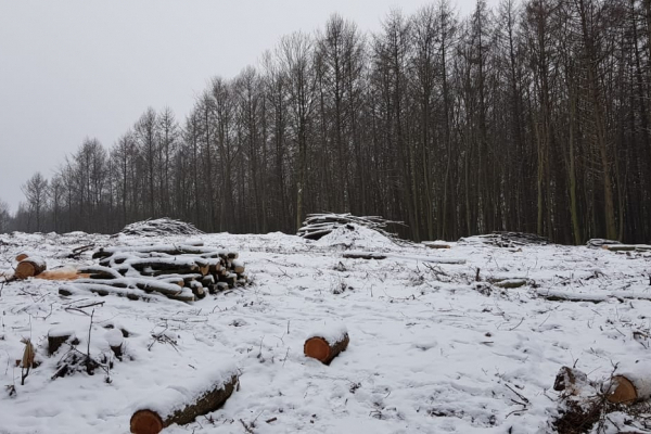 В одному із ботанічних заказників Тернопільщини незаконно вирубали понад 200 дерев