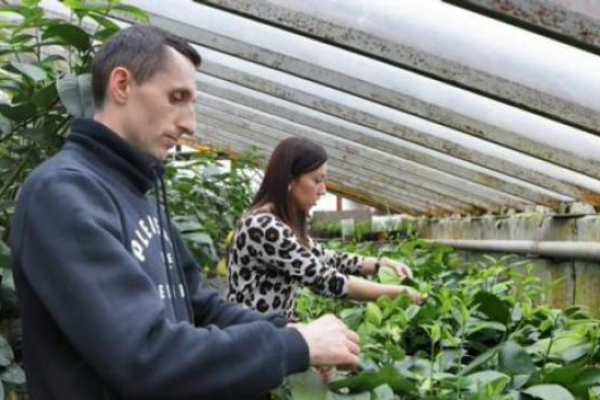 На Тернопільщині подружжя вирощує величезні лимони та каву