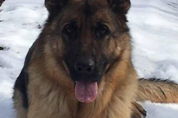 На Тернопільщині собака допоміг знайти поліцейським крадія