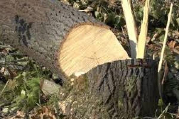 Жителю Тернопільщини загрожує штраф за незаконну вирубку дерев