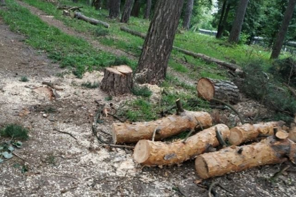 Впіймали на «гарячому»: тернополянин незаконно зрізав дерева