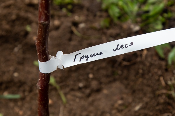 На Тернопільщині посадили Лесині груші