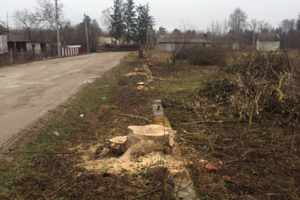 На Тернопільщині незаконно зрізали понад 300 дерев