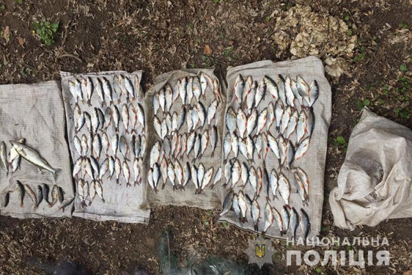 Жителі Тернопільщини незаконно виловили маже 150 рибин