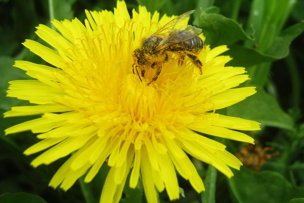 Цікаве про бджіл і що вони роблять в травні