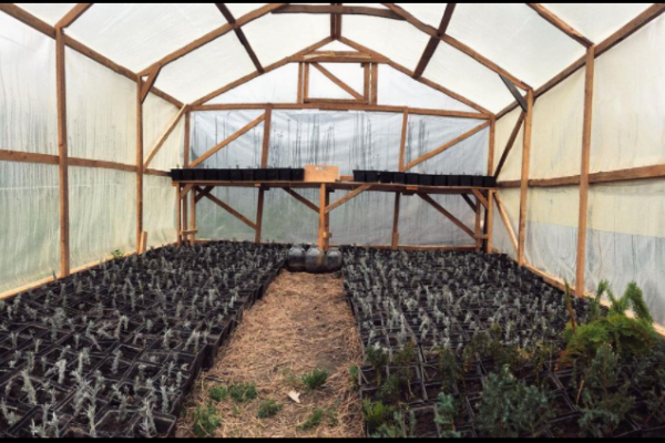 На Чортківщині закохані студенти вирощують лавандове поле (Відео)