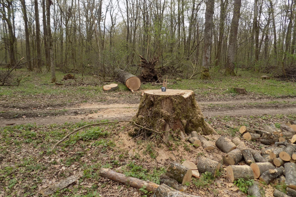 На Тернопільщині незаконно зрубали 25 дерев: лісників притягнули до відповідальності