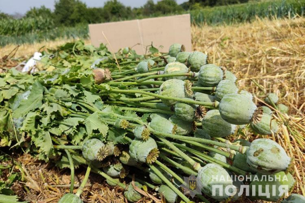 На пиріжки та до куті: у жителя Тернопільщини виявили 500 рослин снодійного маку