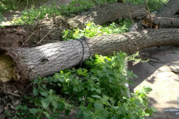 На Чортківщині 29-річного чоловіка смертельно травмувало дерево