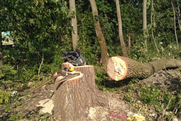 Вирубали дерев на понад мільйон гривень: на Тернопільщині затримали зловмисників