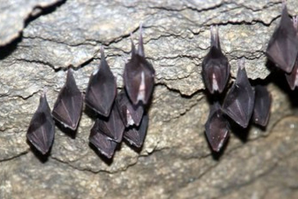 Печеру на Чортківщині заполоняють кажани (фотофакт)
